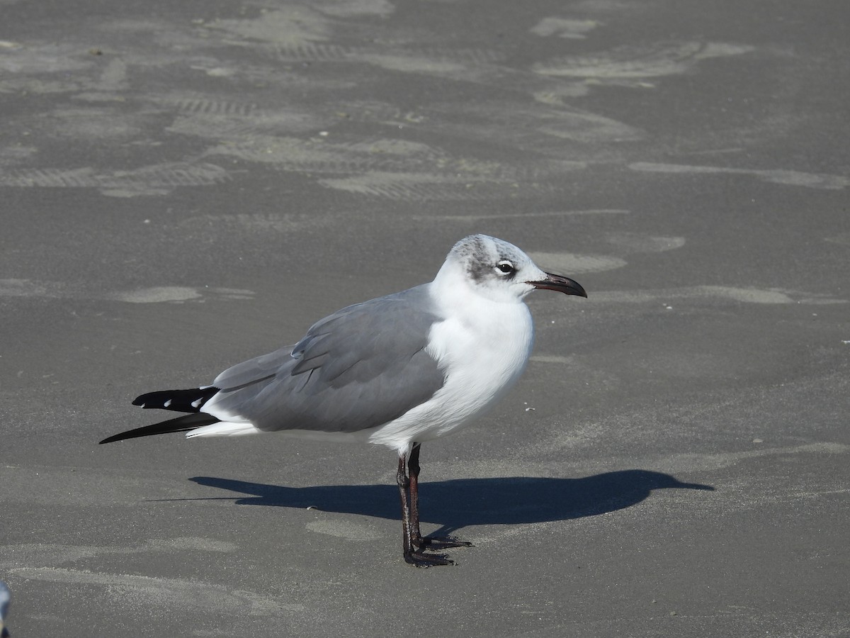 Laughing Gull - ML628022979