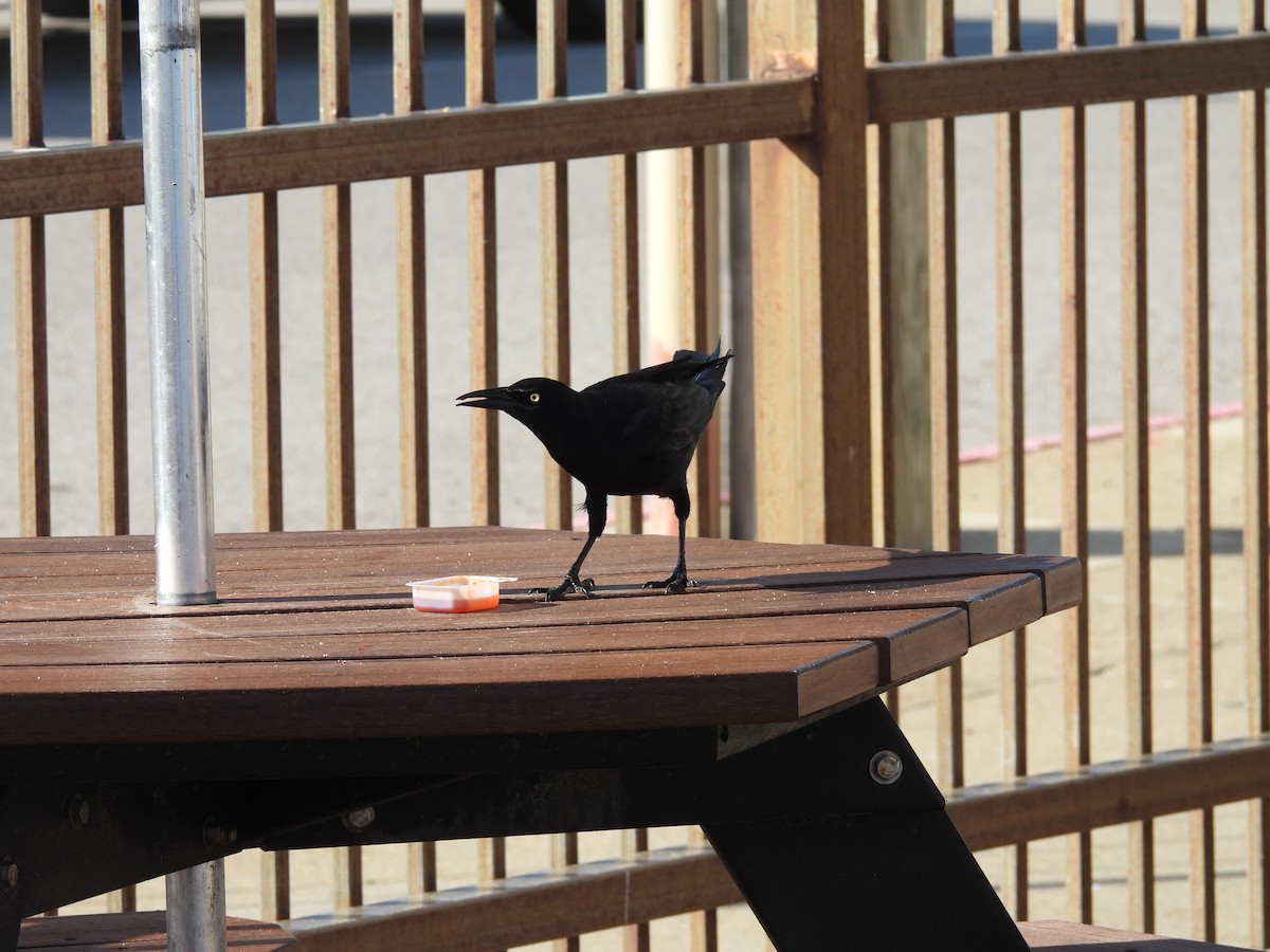 Great-tailed Grackle - ML628022992