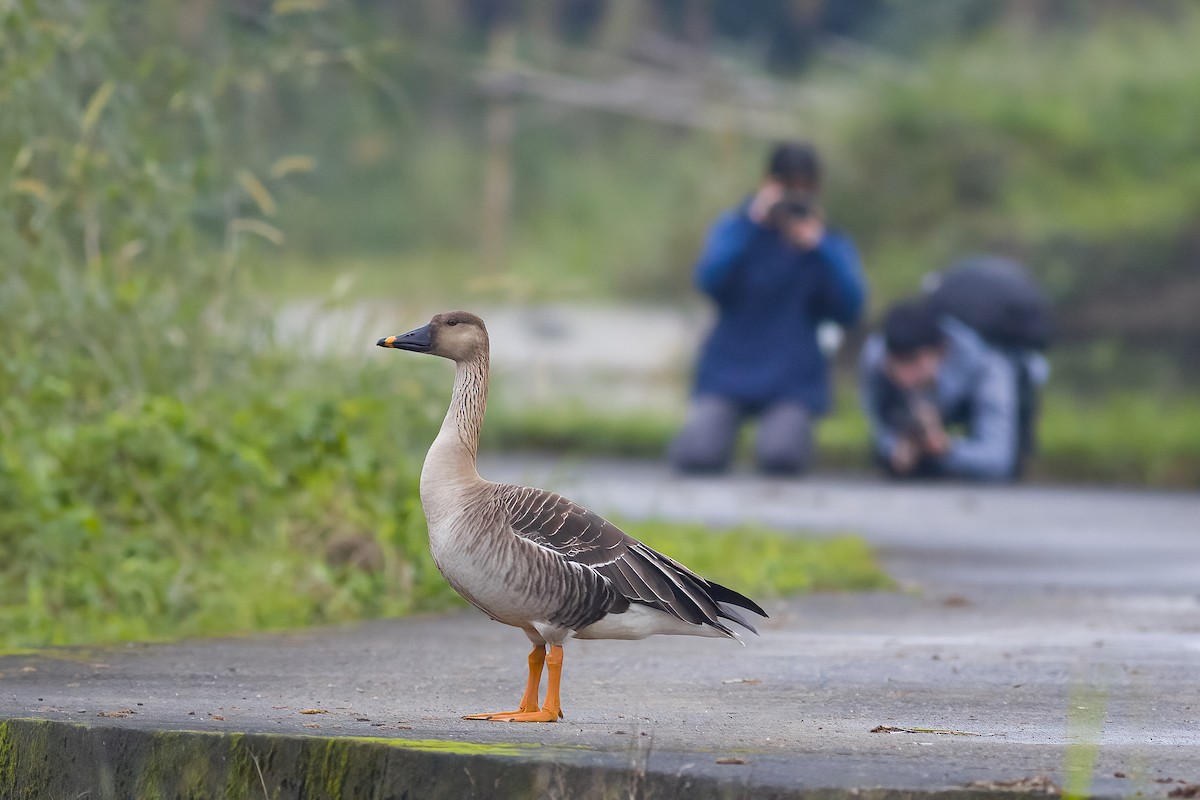 Taiga Bean-Goose - ML628022994