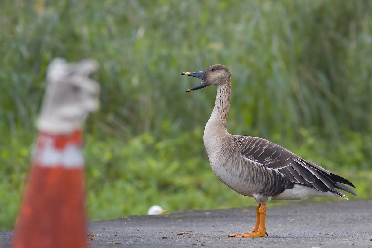 Taiga Bean-Goose - ML628022997