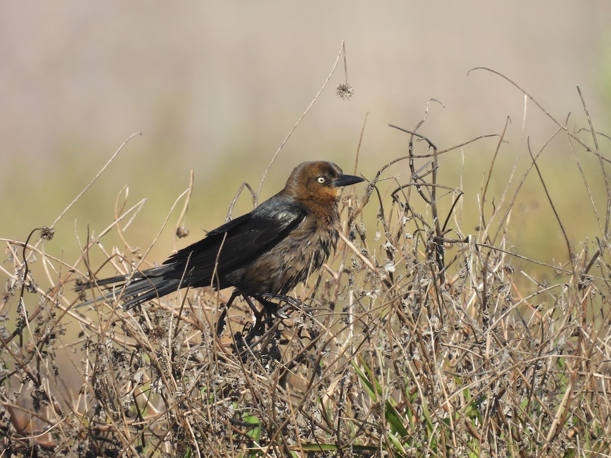 Great-tailed Grackle - ML628023001