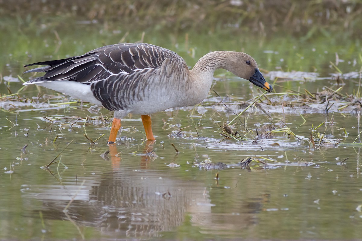 Taiga Bean-Goose - ML628023006