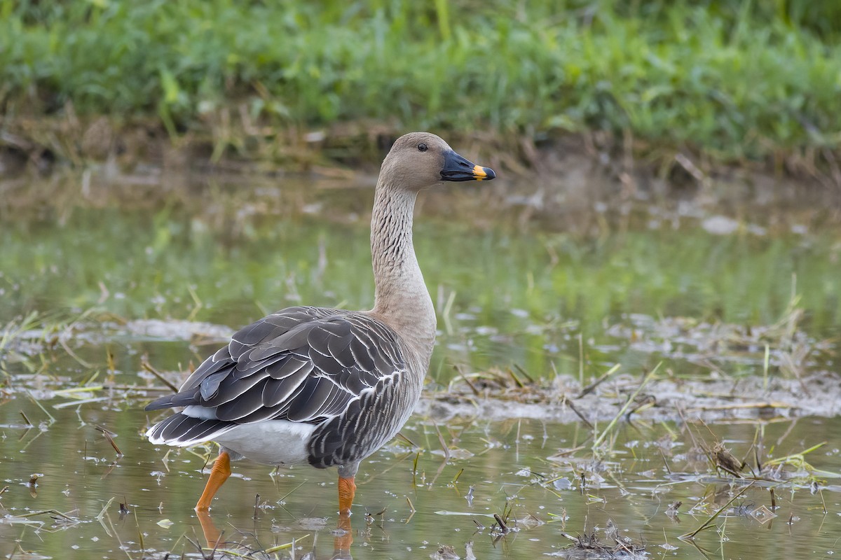 Taiga Bean-Goose - ML628023008