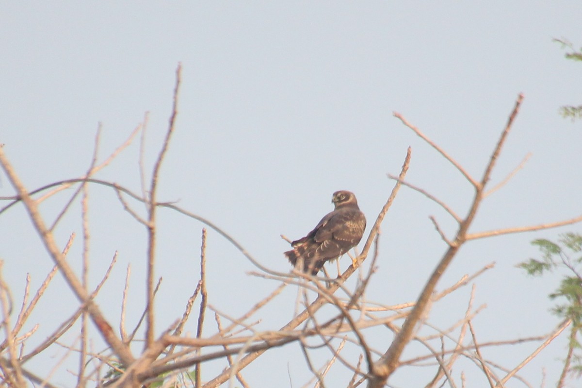 Pallid Harrier - ML628023010