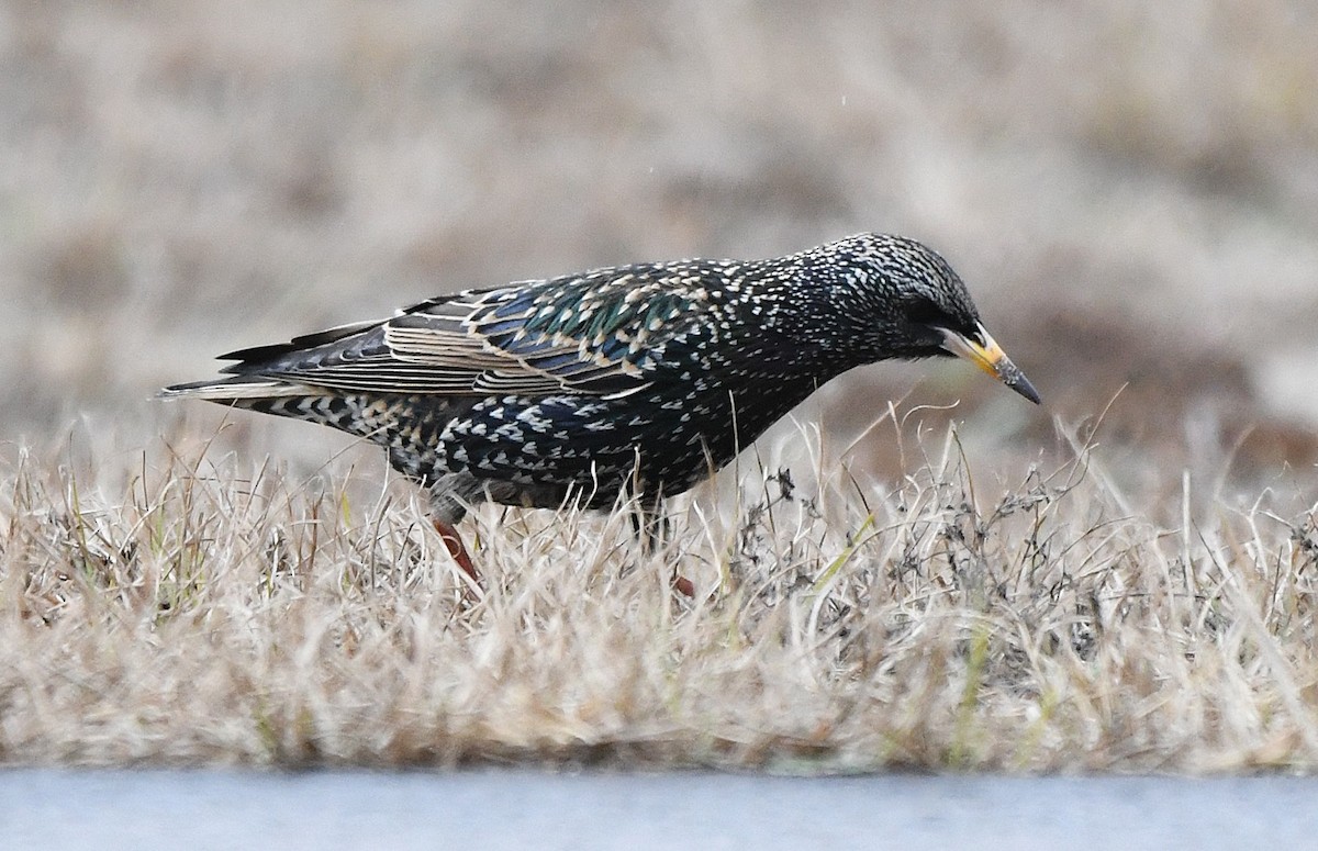 European Starling - ML628023013