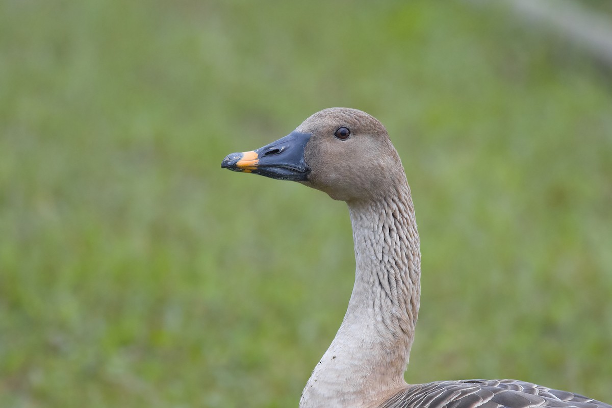 Taiga Bean-Goose - ML628023017