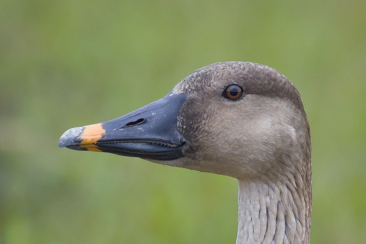 Taiga Bean-Goose - ML628023018