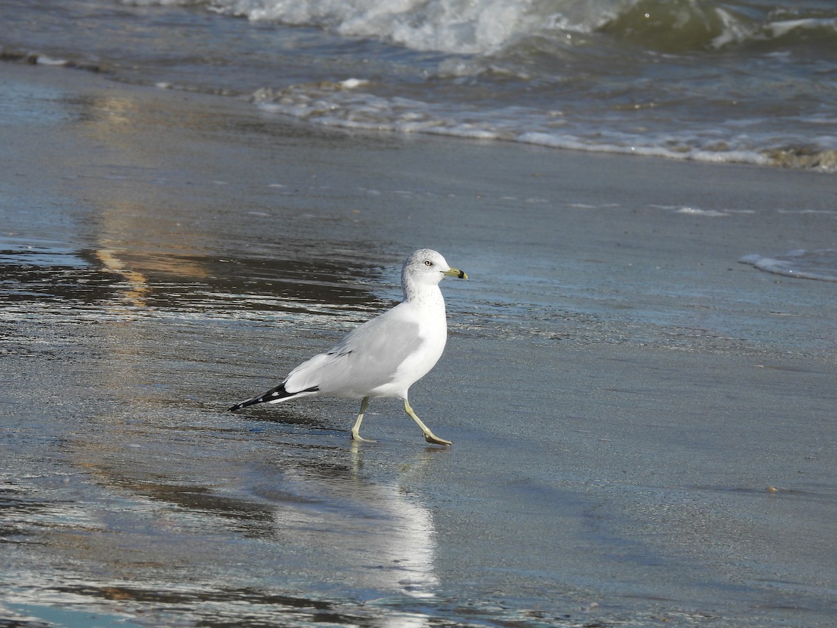 Ring-billed Gull - ML628023020