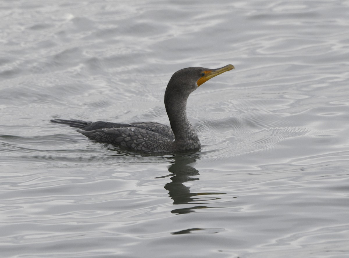 Double-crested Cormorant - ML628023075