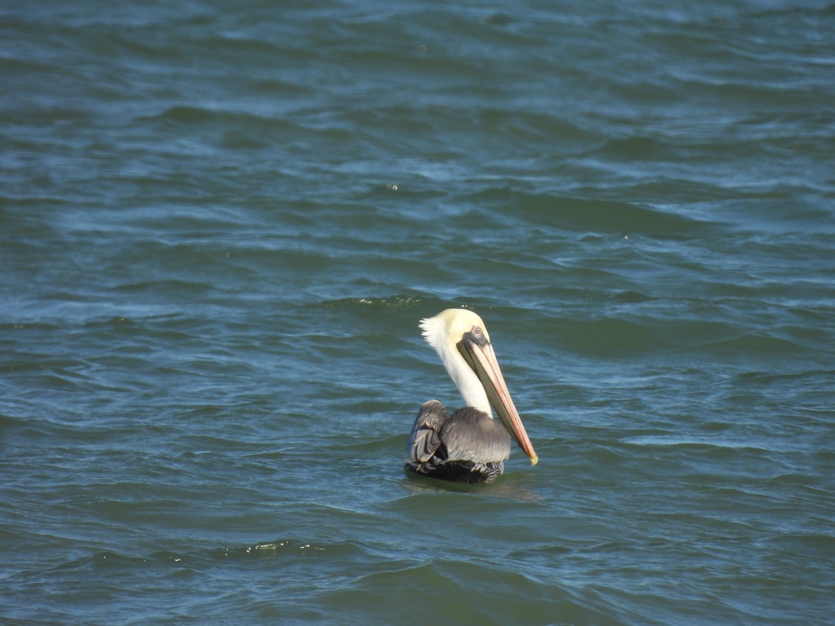 Brown Pelican - ML628023183