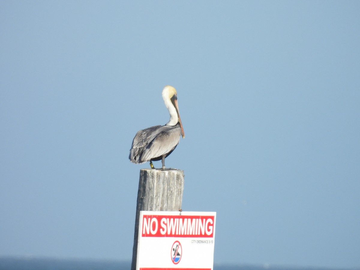 Brown Pelican - ML628023184