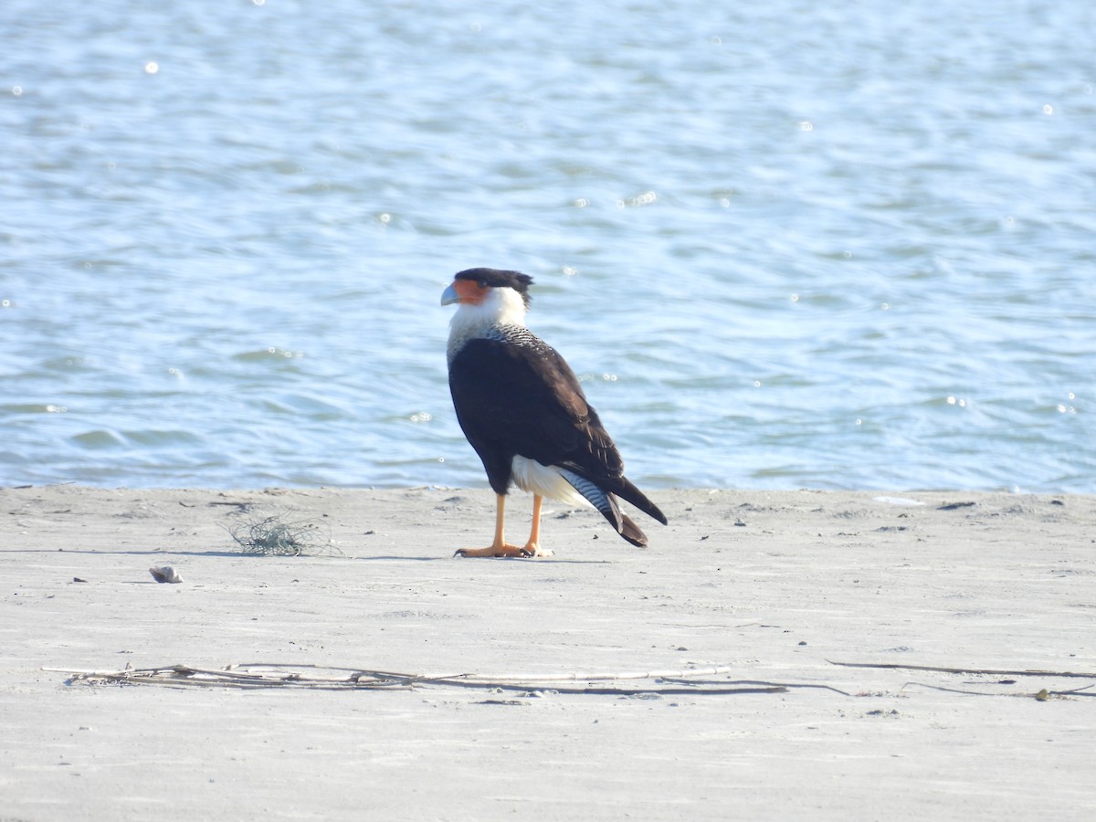 Crested Caracara - ML628023188