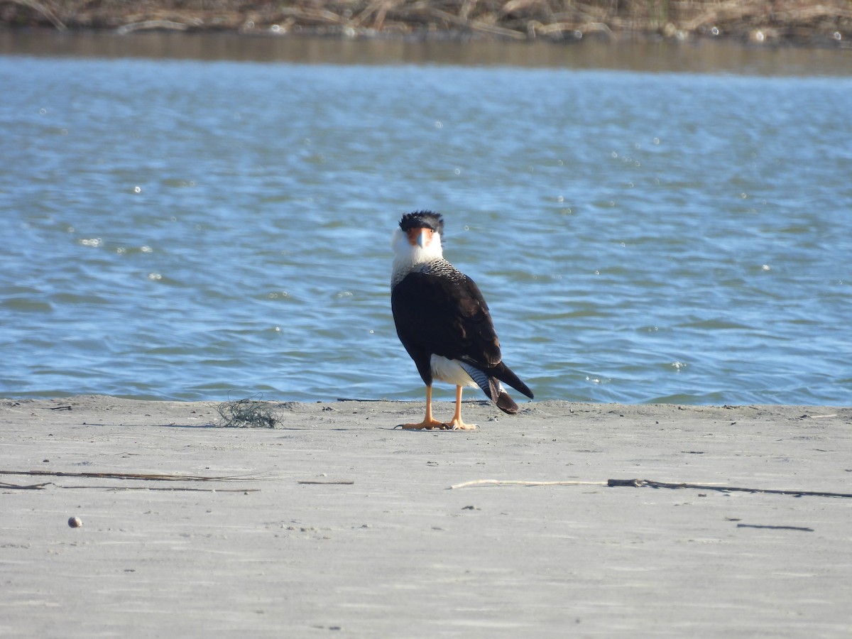 Crested Caracara - ML628023192