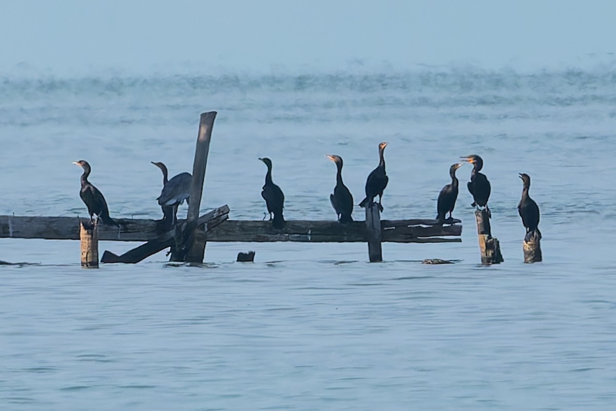 Double-crested Cormorant - ML628023201