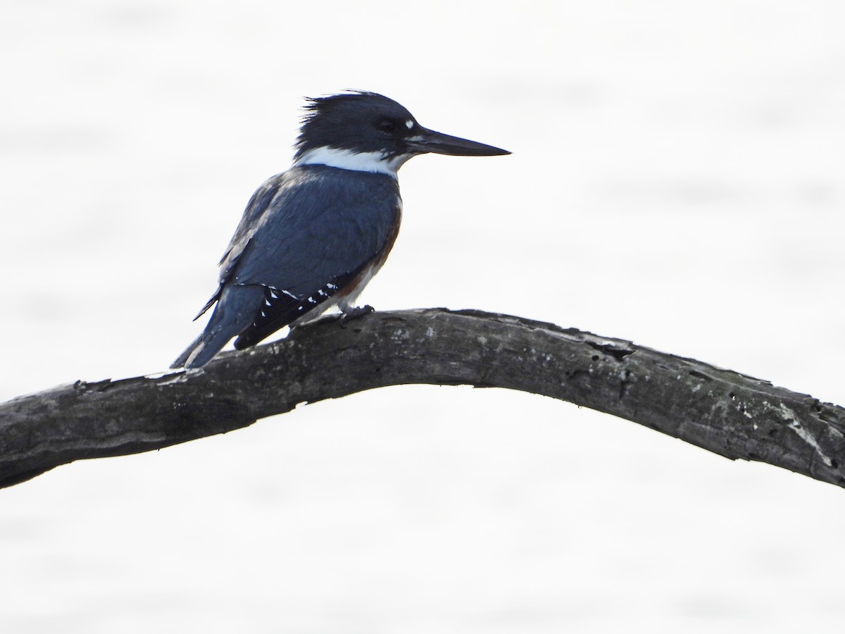 Belted Kingfisher - ML628023216