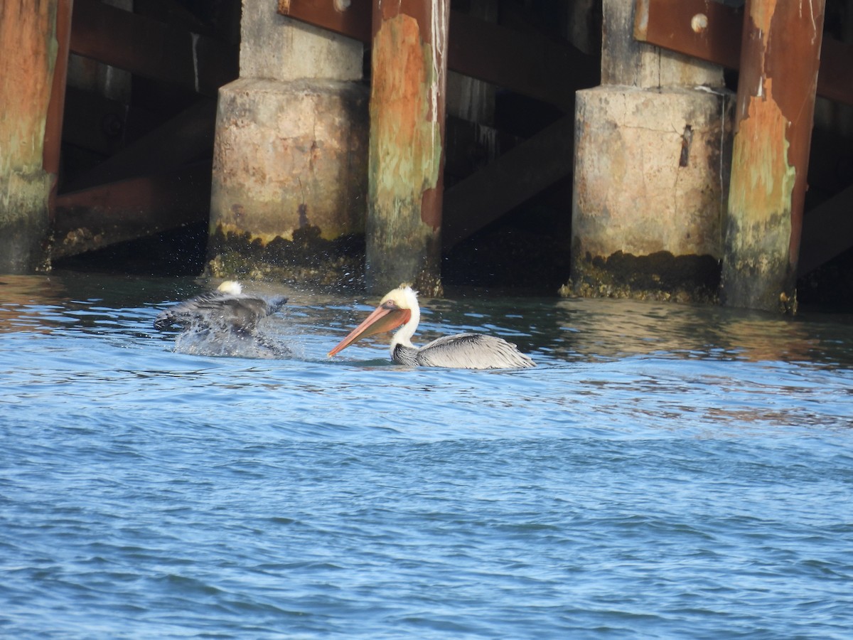 Brown Pelican - ML628023227