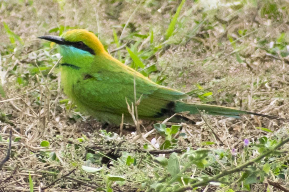 Asian Green Bee-eater - ML628023253