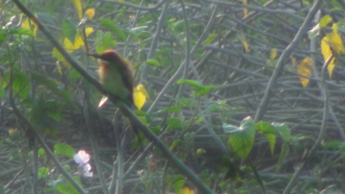 Asian Green Bee-eater - ML628023390