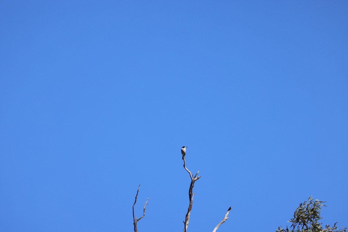 Pied Butcherbird - ML628023392