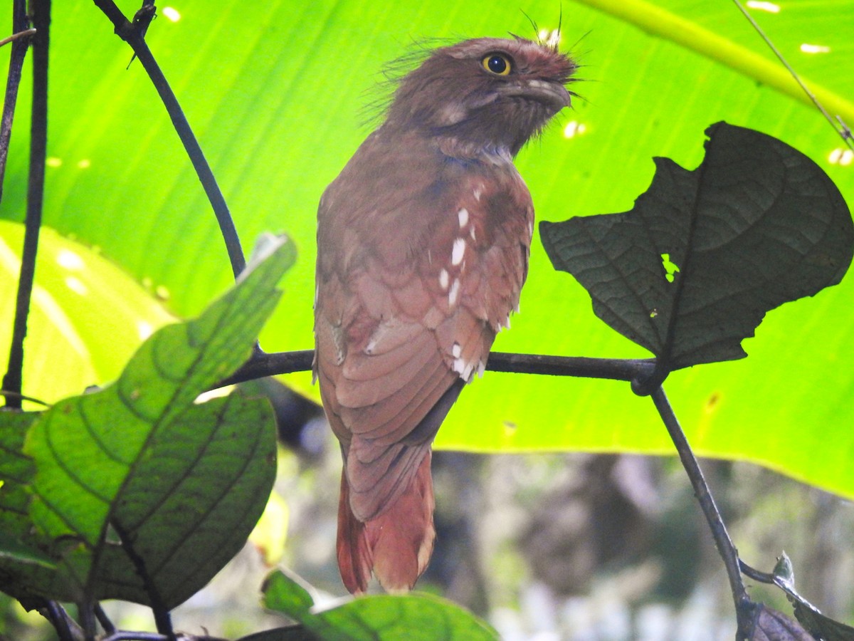 Sumatran Frogmouth - ML628023402
