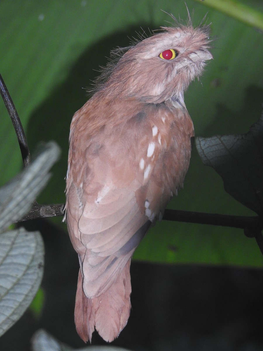 Sumatran Frogmouth - ML628023409