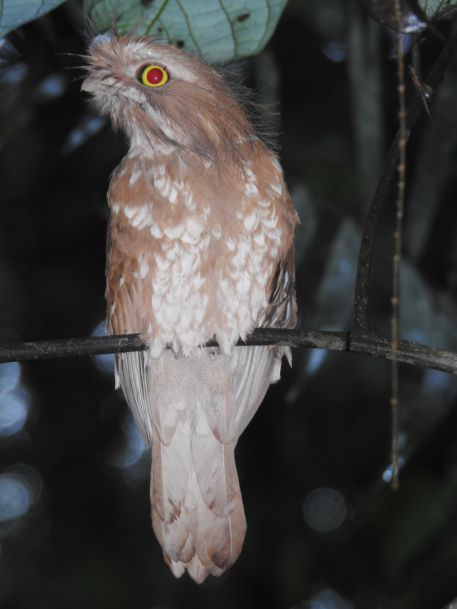 Sumatran Frogmouth - ML628023420