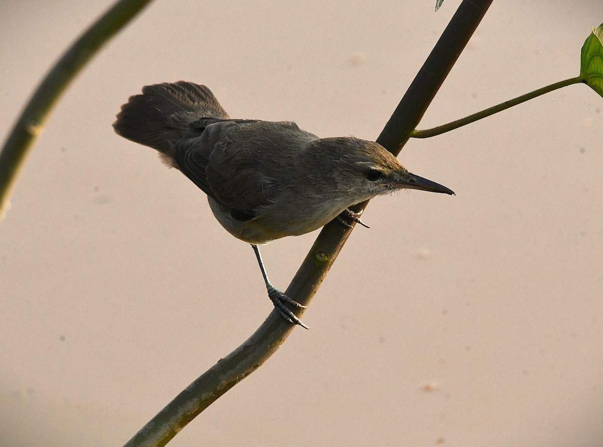 Clamorous Reed Warbler - ML628023431