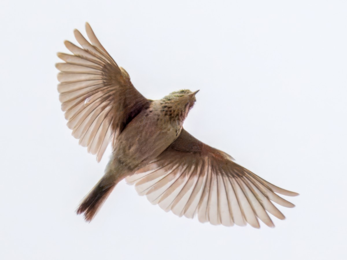 Puna Pipit - ML628023443