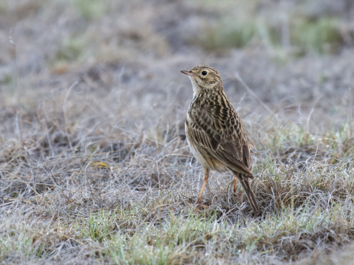 Puna Pipit - ML628023444