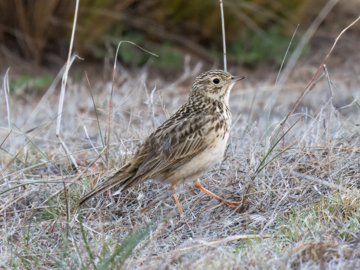 Puna Pipit - ML628023445