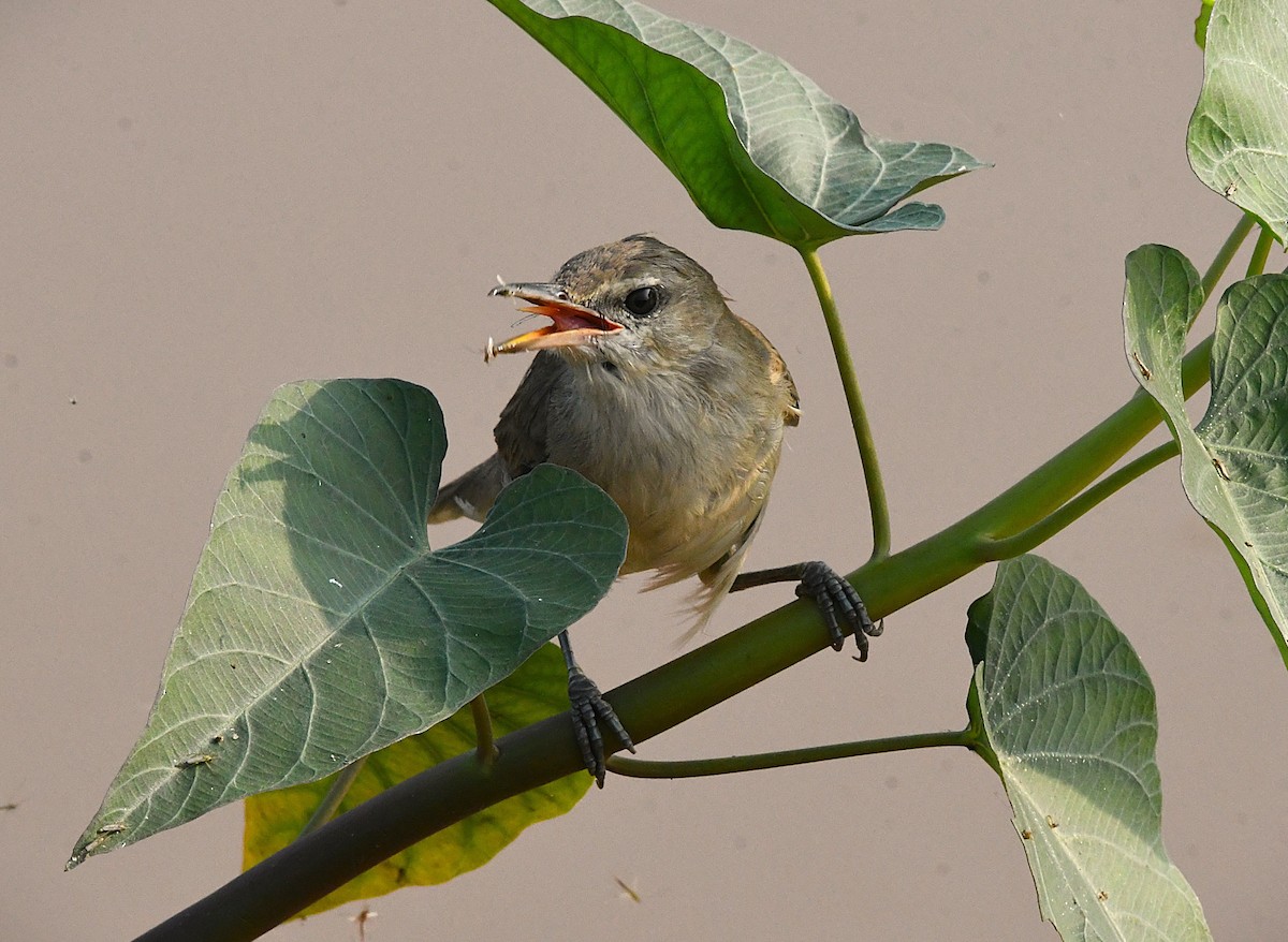 Clamorous Reed Warbler - ML628023522