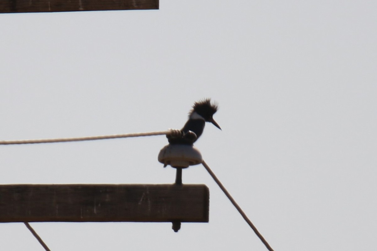 Belted Kingfisher - ML628023583