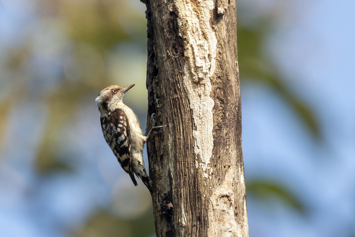 Brown-capped Pygmy Woodpecker - ML628023605