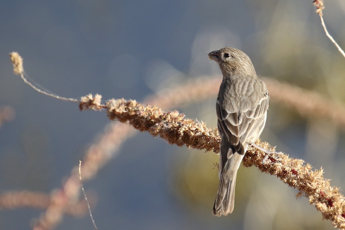 House Finch - ML628023618