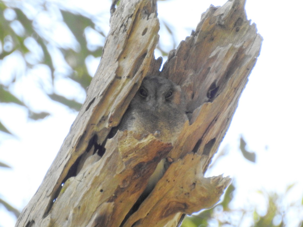 Australian Owlet-nightjar - ML628023648