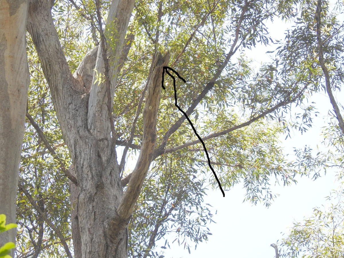 Australian Owlet-nightjar - ML628023649