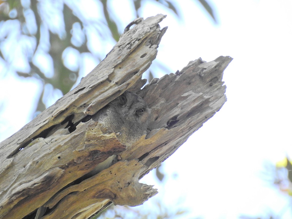 Australian Owlet-nightjar - ML628023650