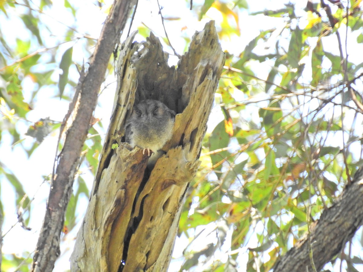 Australian Owlet-nightjar - ML628023651