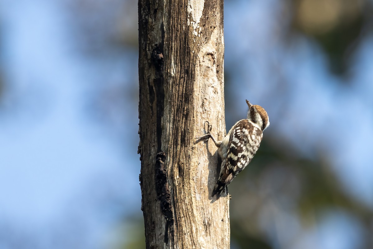 Brown-capped Pygmy Woodpecker - ML628023676