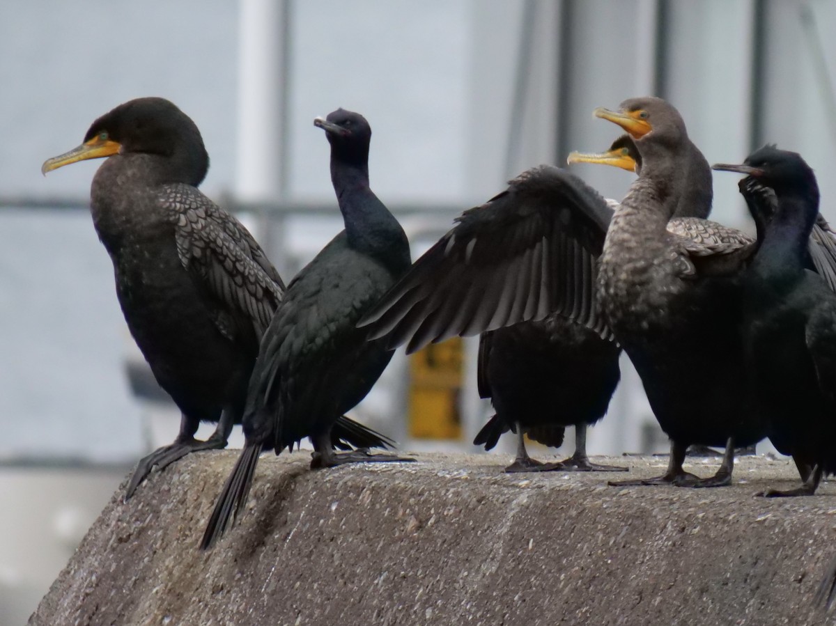 Double-crested Cormorant - ML628023681