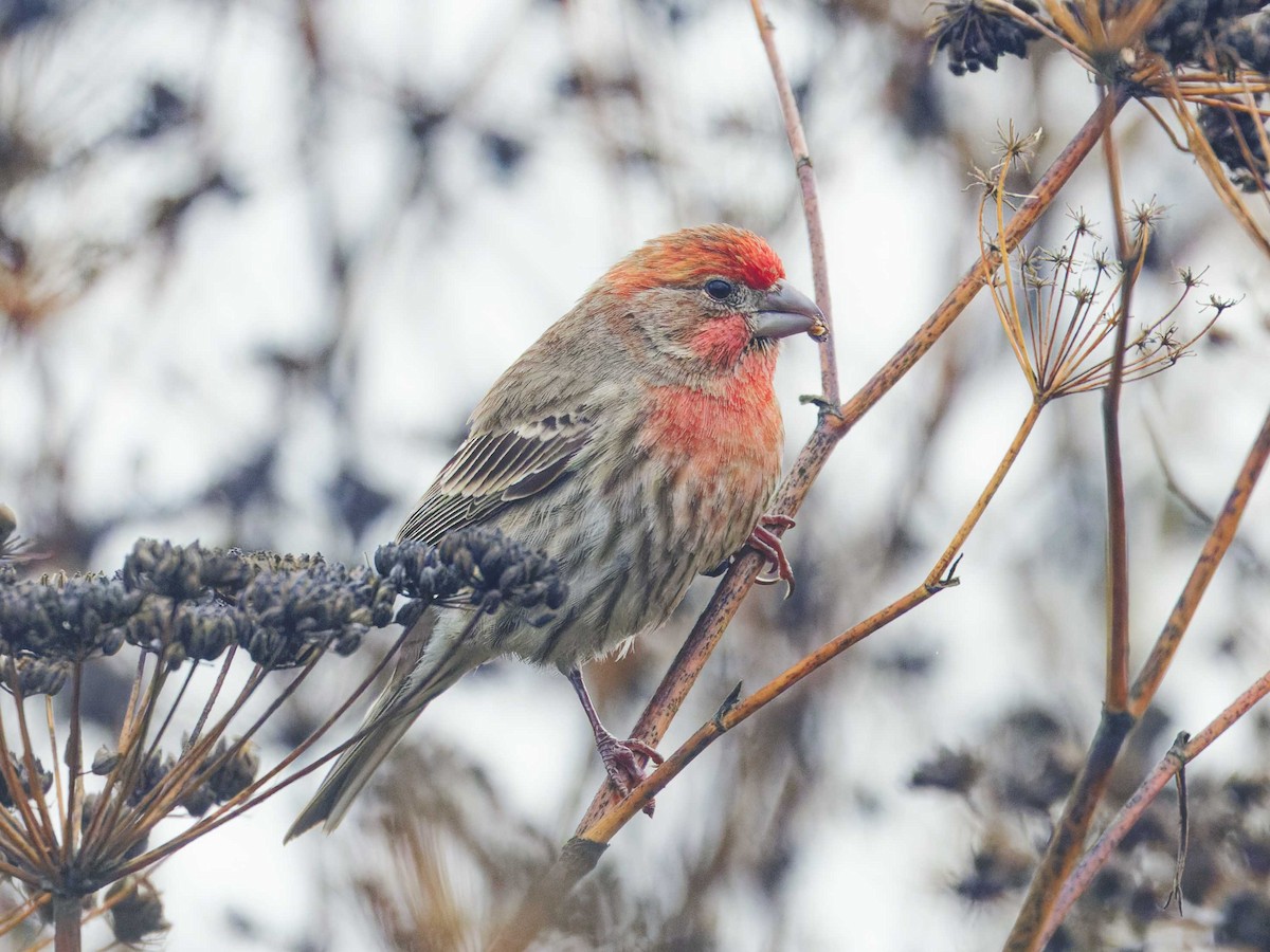 House Finch - ML628023715