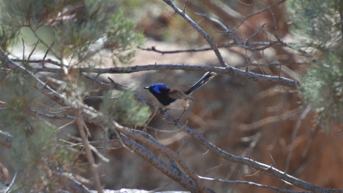 Purple-backed Fairywren - ML628023793