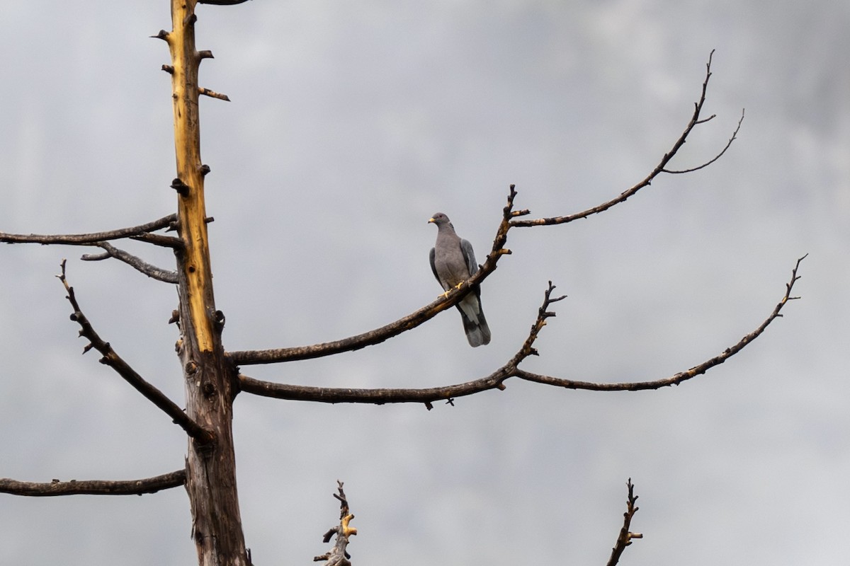 Band-tailed Pigeon - ML628023836