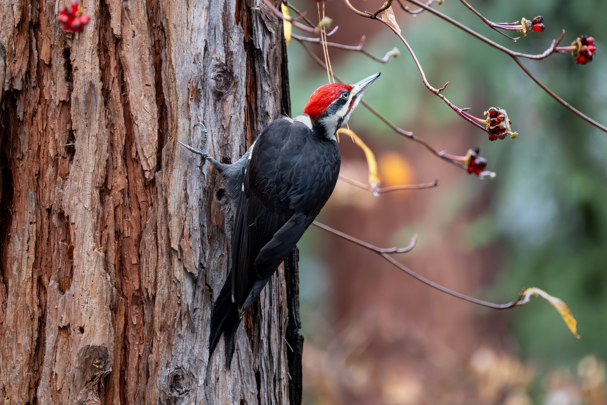 Pileated Woodpecker - ML628023838