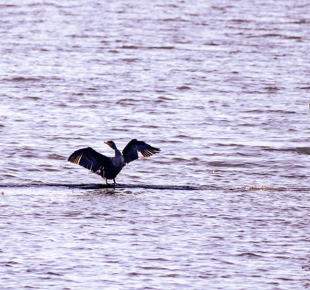 Double-crested Cormorant - ML628023878