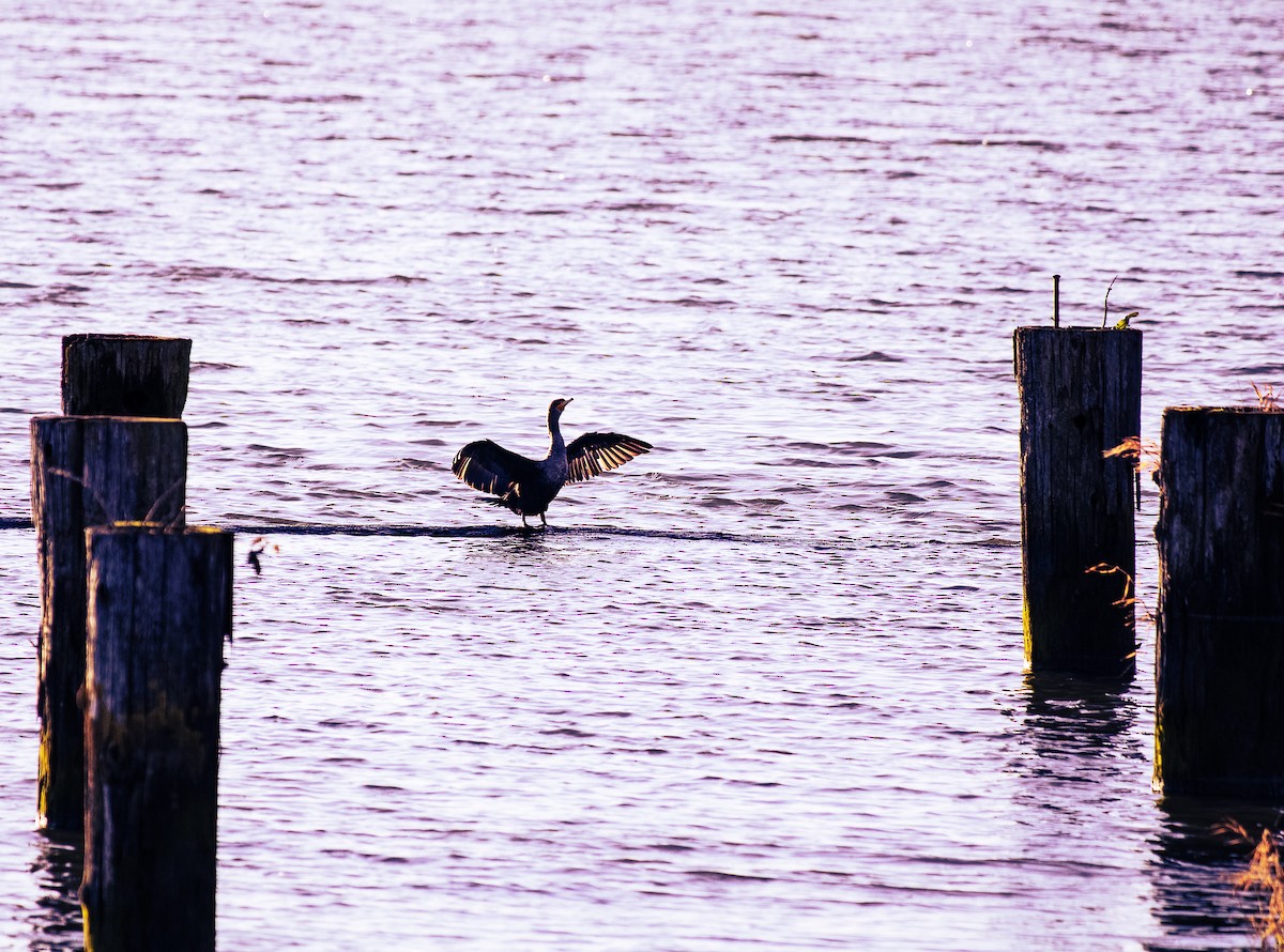 Double-crested Cormorant - ML628023887