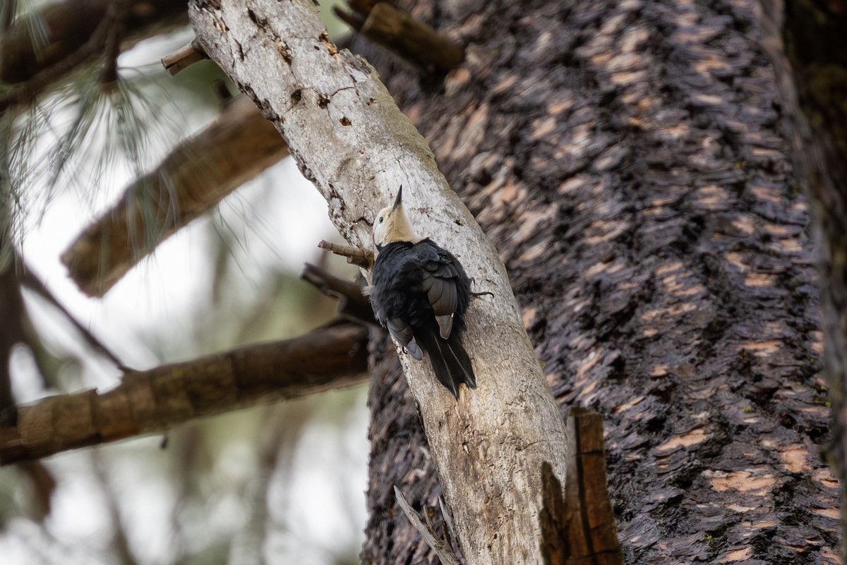 White-headed Woodpecker - ML628023893