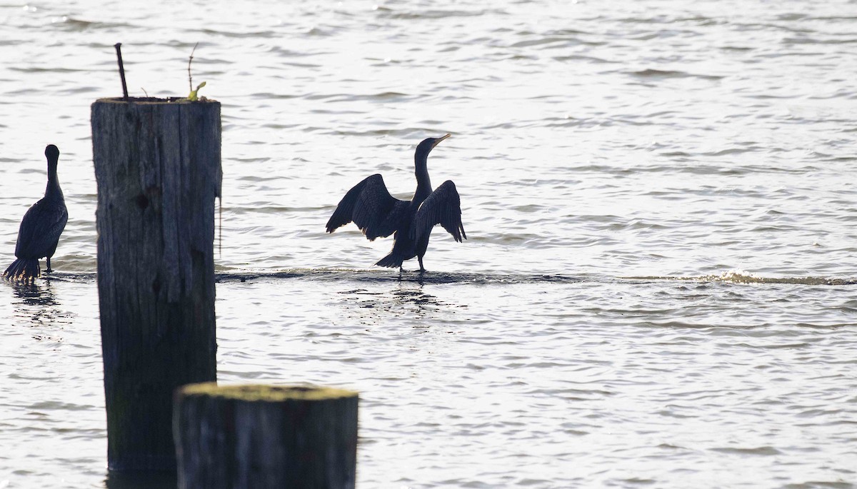 Double-crested Cormorant - ML628023911