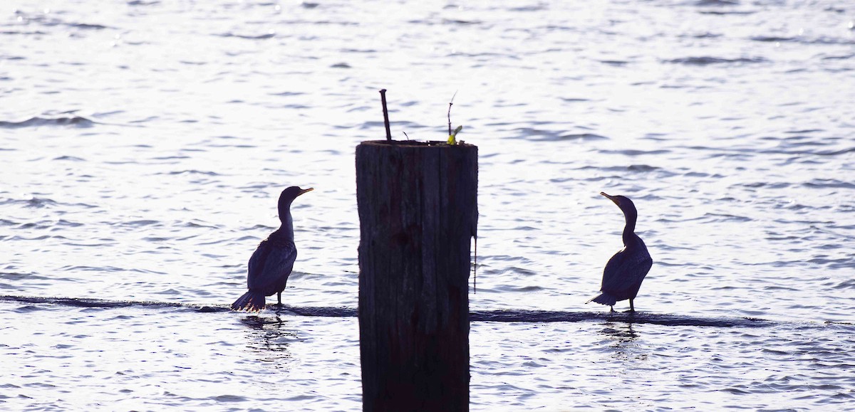 Double-crested Cormorant - ML628023916