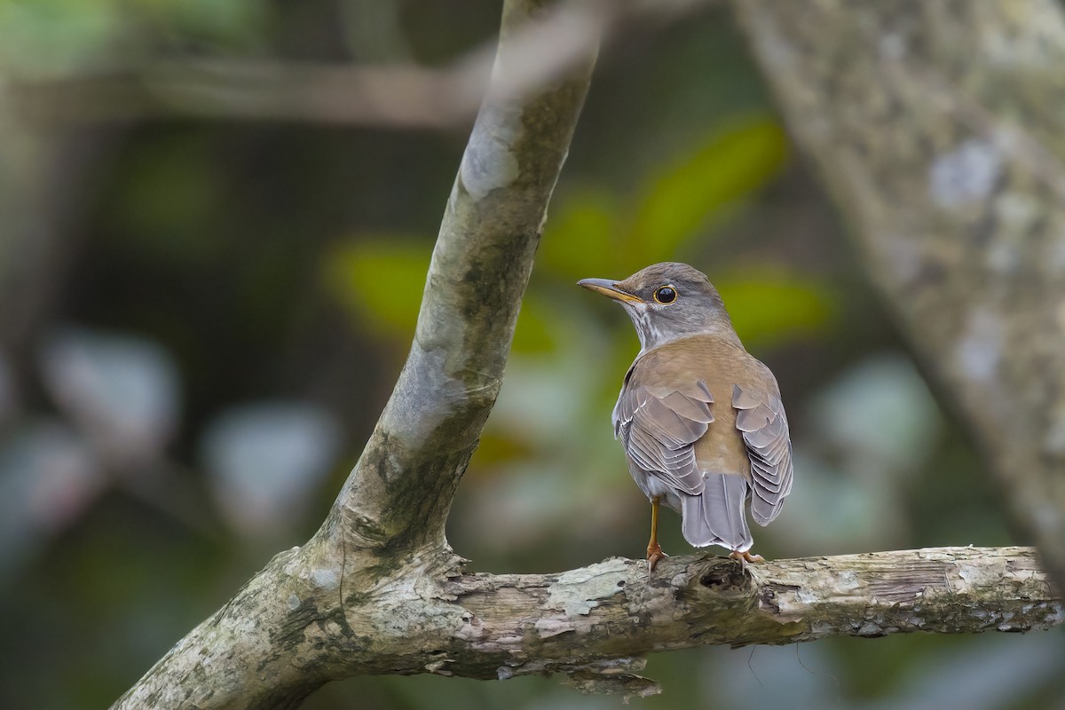 Pale Thrush - ML628023952